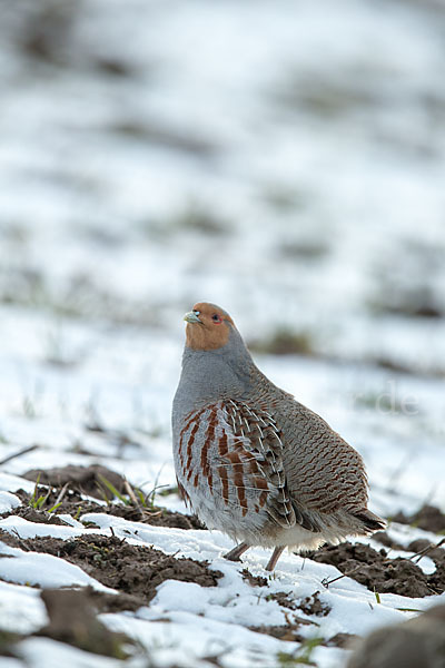 Rebhuhn (Perdix perdix)