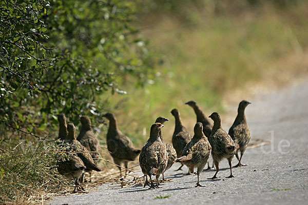 Rebhuhn (Perdix perdix)