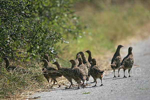 Rebhuhn (Perdix perdix)