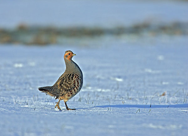 Rebhuhn (Perdix perdix)