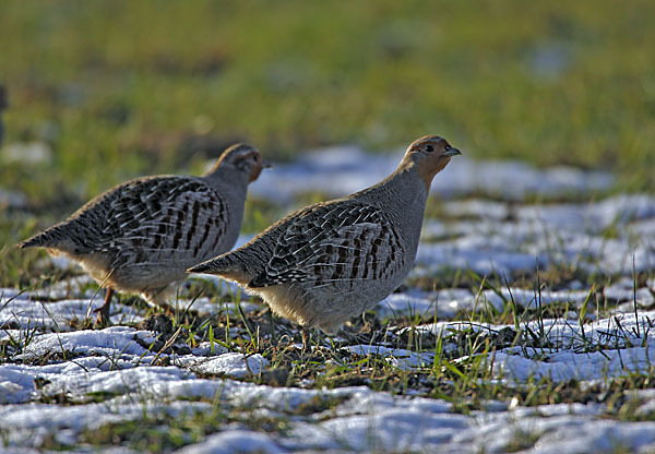 Rebhuhn (Perdix perdix)