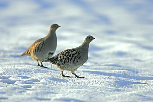 Rebhuhn (Perdix perdix)