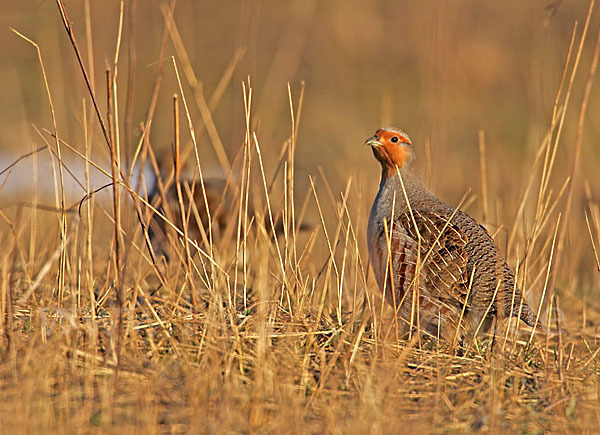 Rebhuhn (Perdix perdix)