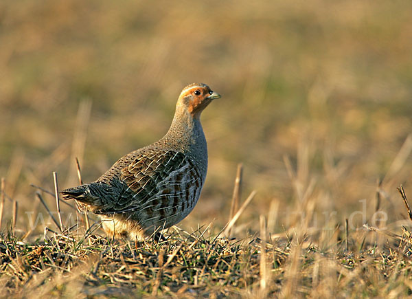 Rebhuhn (Perdix perdix)