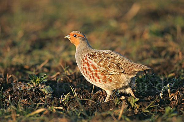 Rebhuhn (Perdix perdix)