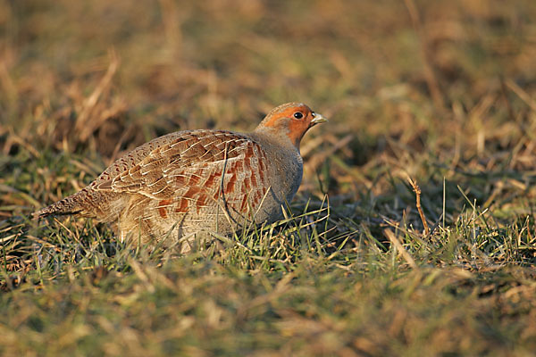 Rebhuhn (Perdix perdix)