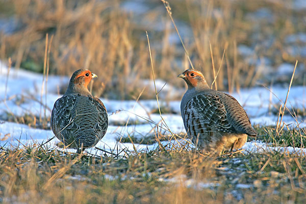 Rebhuhn (Perdix perdix)