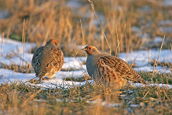 Rebhuhn (Perdix perdix)