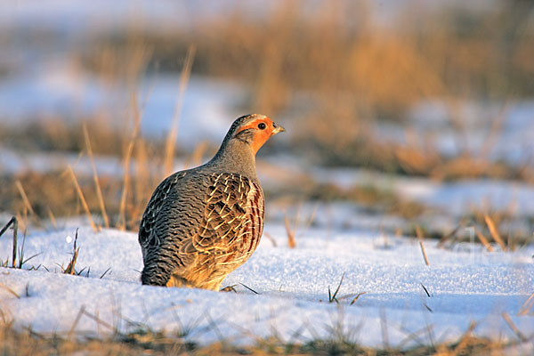 Rebhuhn (Perdix perdix)