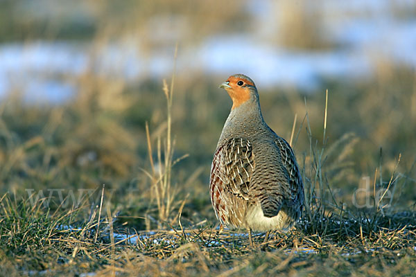 Rebhuhn (Perdix perdix)