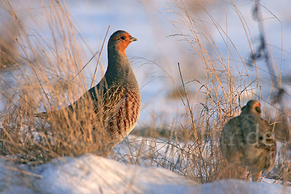 Rebhuhn (Perdix perdix)