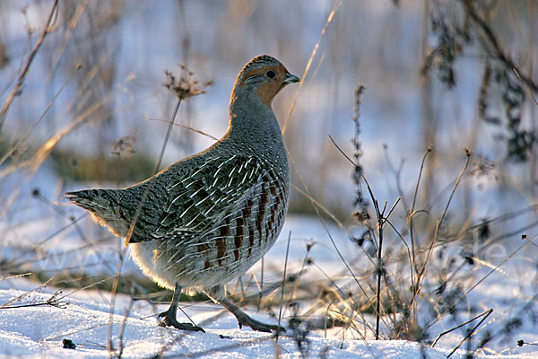 Rebhuhn (Perdix perdix)