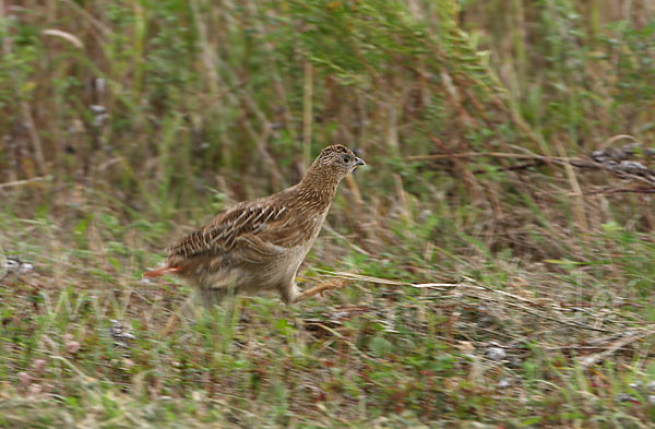 Rebhuhn (Perdix perdix)