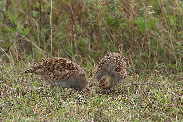 Rebhuhn (Perdix perdix)