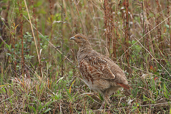 Rebhuhn (Perdix perdix)