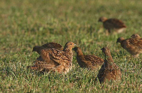 Rebhuhn (Perdix perdix)