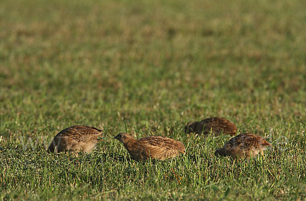 Rebhuhn (Perdix perdix)