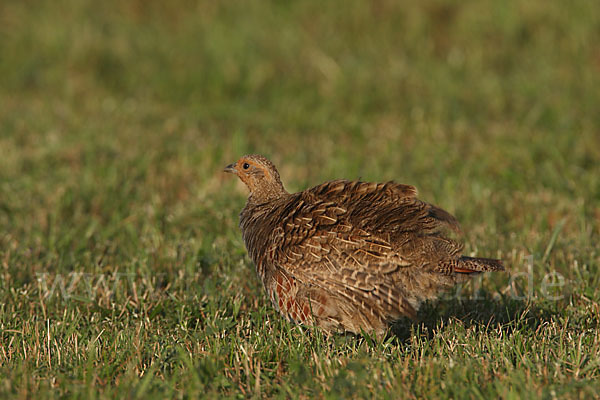 Rebhuhn (Perdix perdix)