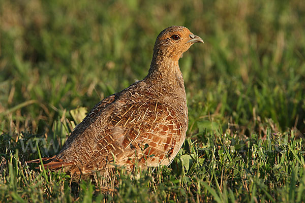 Rebhuhn (Perdix perdix)