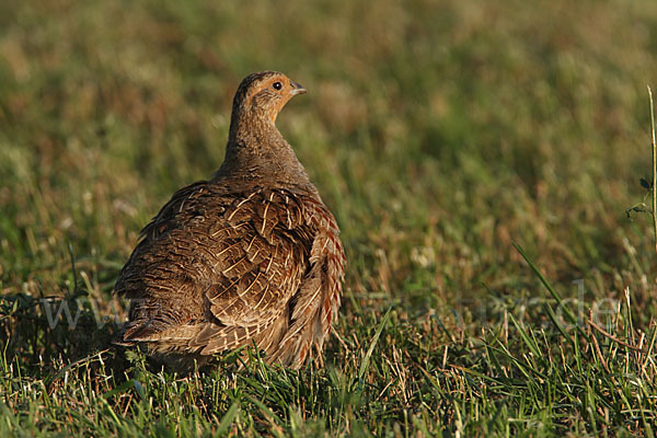 Rebhuhn (Perdix perdix)