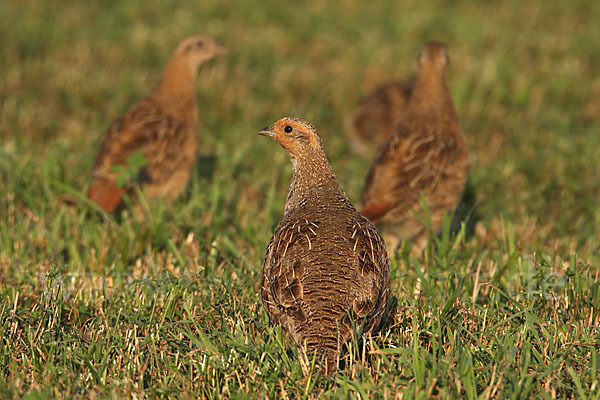 Rebhuhn (Perdix perdix)