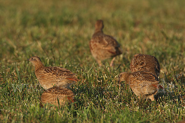 Rebhuhn (Perdix perdix)