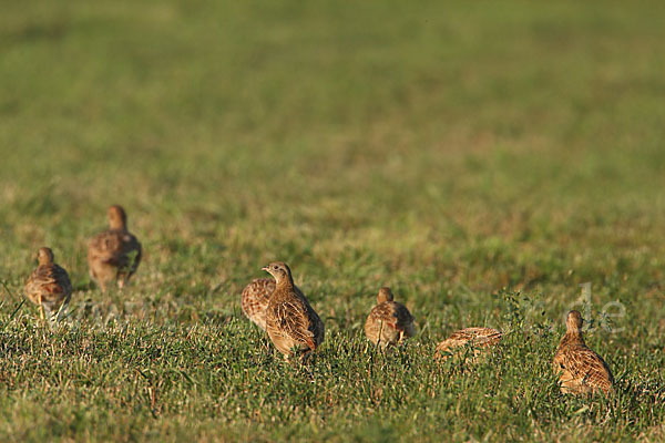 Rebhuhn (Perdix perdix)