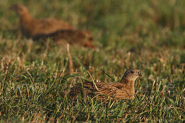 Rebhuhn (Perdix perdix)