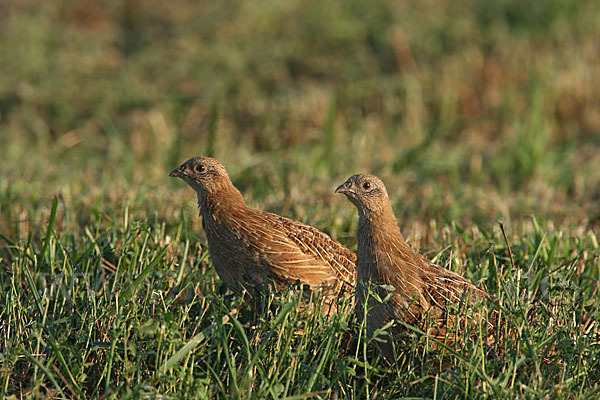 Rebhuhn (Perdix perdix)