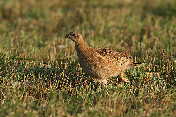 Rebhuhn (Perdix perdix)