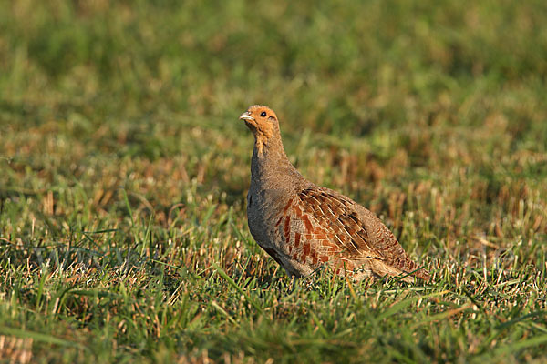 Rebhuhn (Perdix perdix)