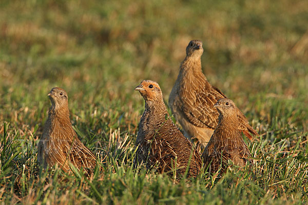 Rebhuhn (Perdix perdix)