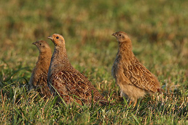 Rebhuhn (Perdix perdix)