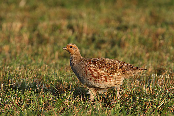 Rebhuhn (Perdix perdix)