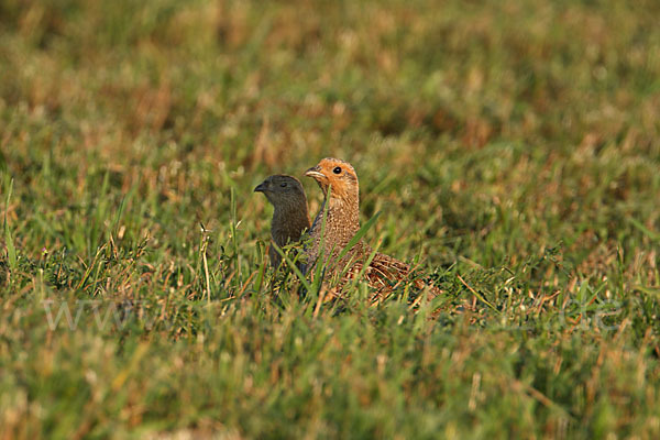 Rebhuhn (Perdix perdix)