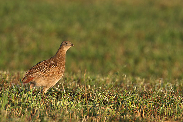 Rebhuhn (Perdix perdix)