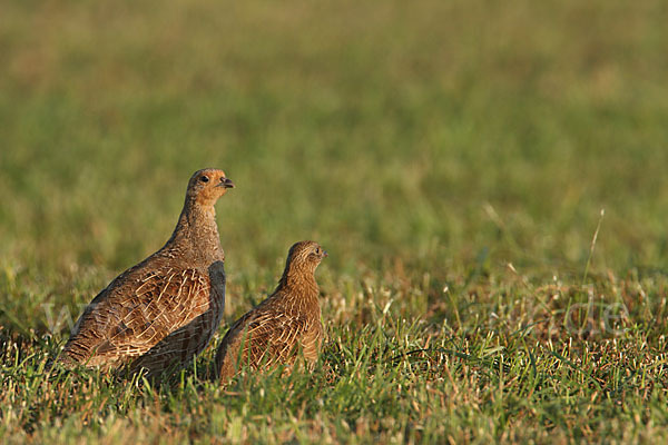 Rebhuhn (Perdix perdix)