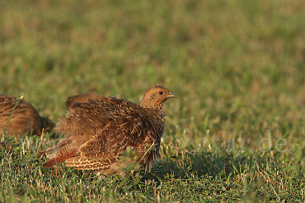 Rebhuhn (Perdix perdix)