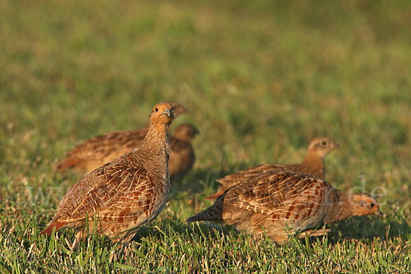 Rebhuhn (Perdix perdix)