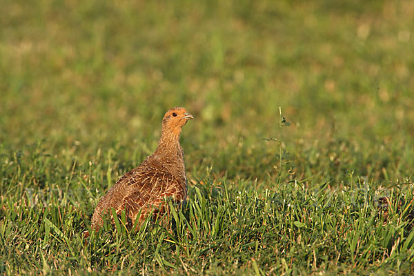 Rebhuhn (Perdix perdix)