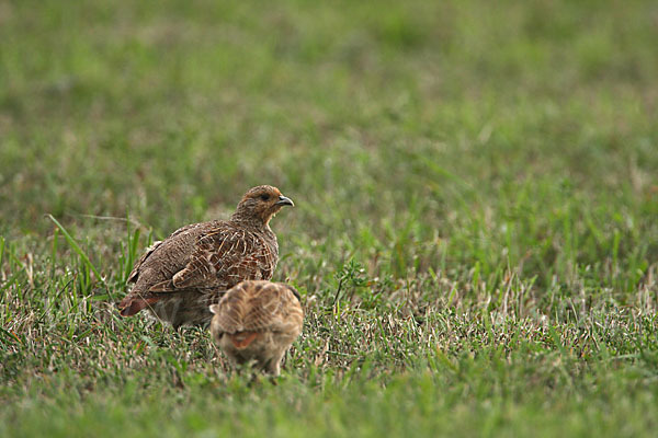 Rebhuhn (Perdix perdix)