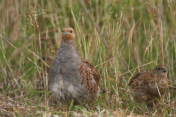 Rebhuhn (Perdix perdix)