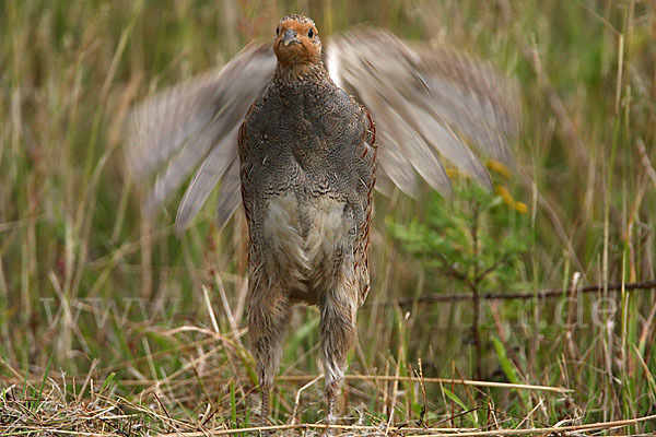 Rebhuhn (Perdix perdix)