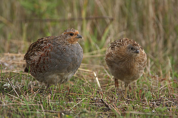 Rebhuhn (Perdix perdix)