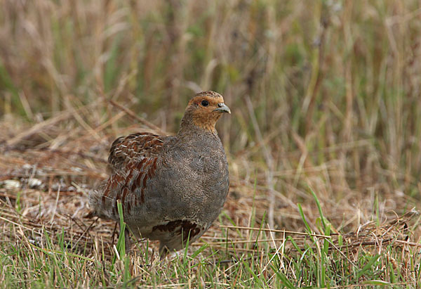 Rebhuhn (Perdix perdix)