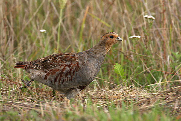 Rebhuhn (Perdix perdix)