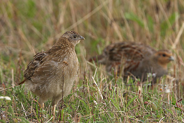 Rebhuhn (Perdix perdix)