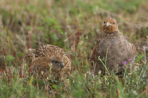 Rebhuhn (Perdix perdix)