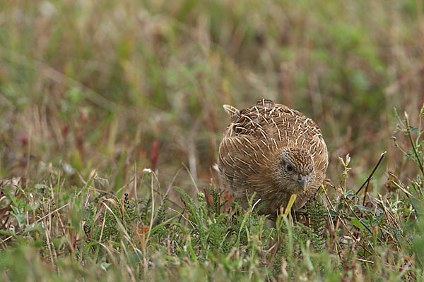 Rebhuhn (Perdix perdix)