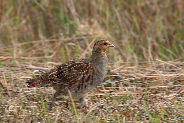 Rebhuhn (Perdix perdix)